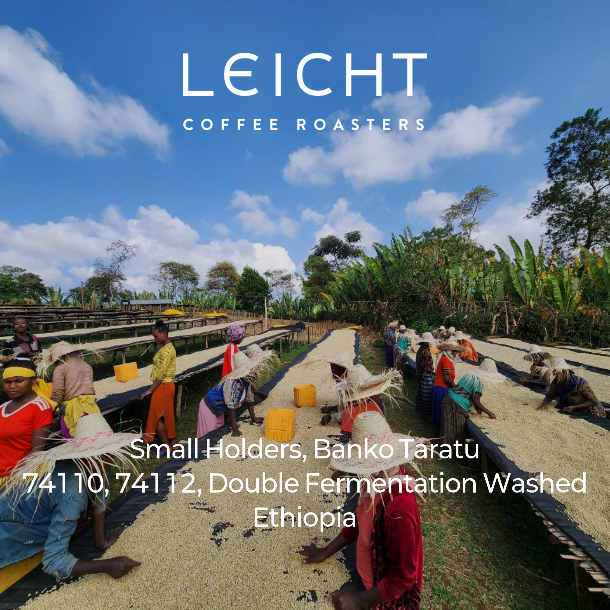 Ethiopia Gedeb Banko Taratu 74110,74112 Double Fermentation Washed