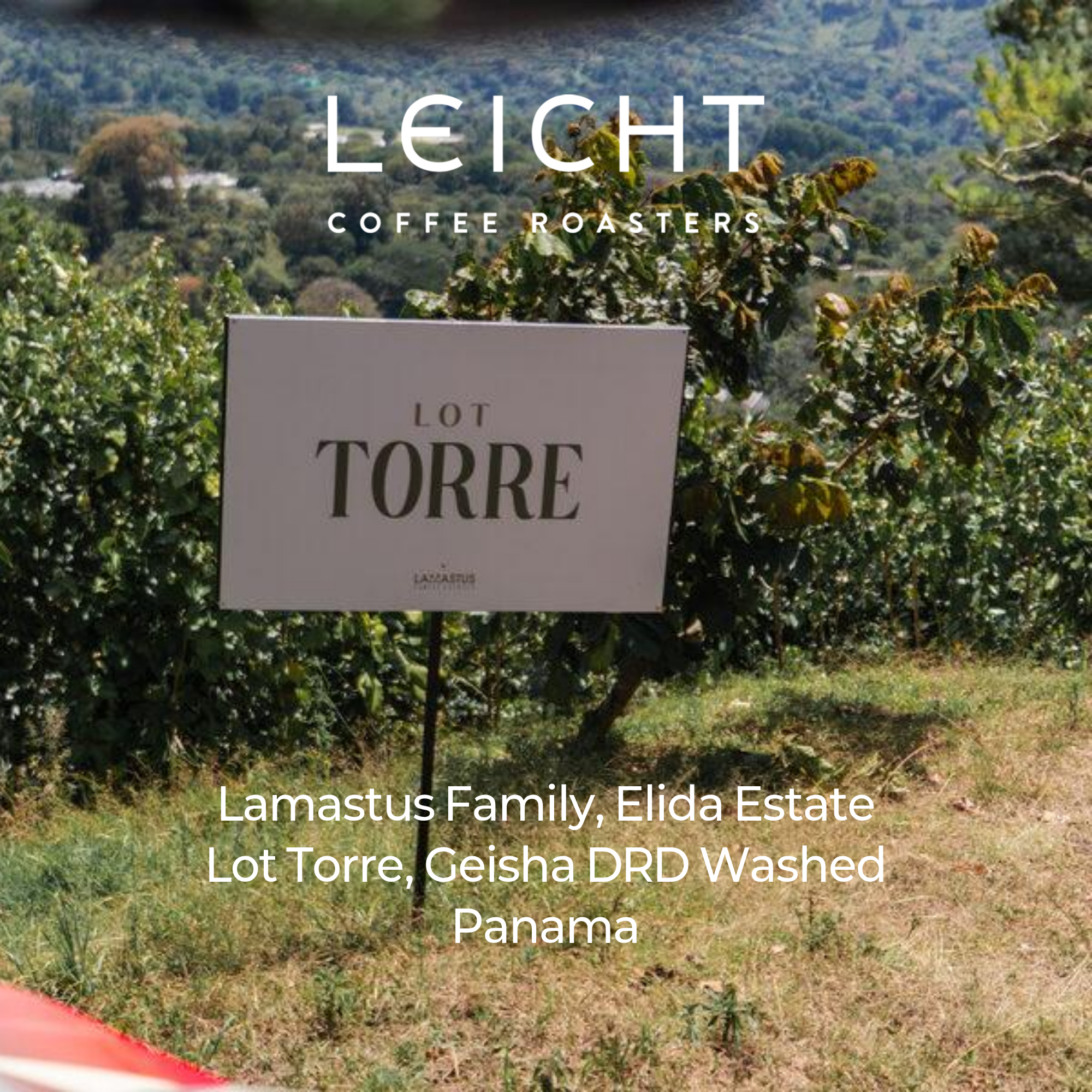 Panama Elida Lot Torre Geisha DRD Washed