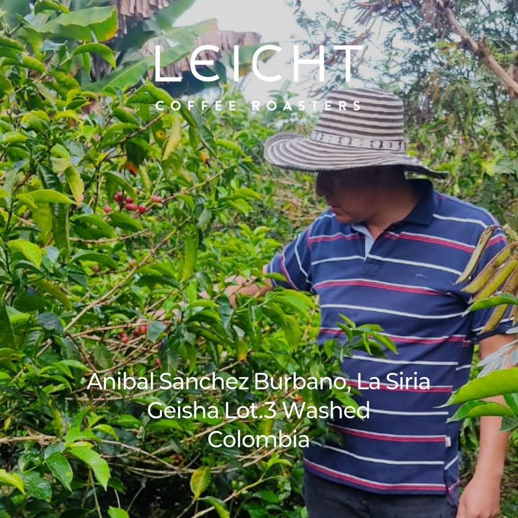 Colombia La Siria Geisha Lot.3 Washed